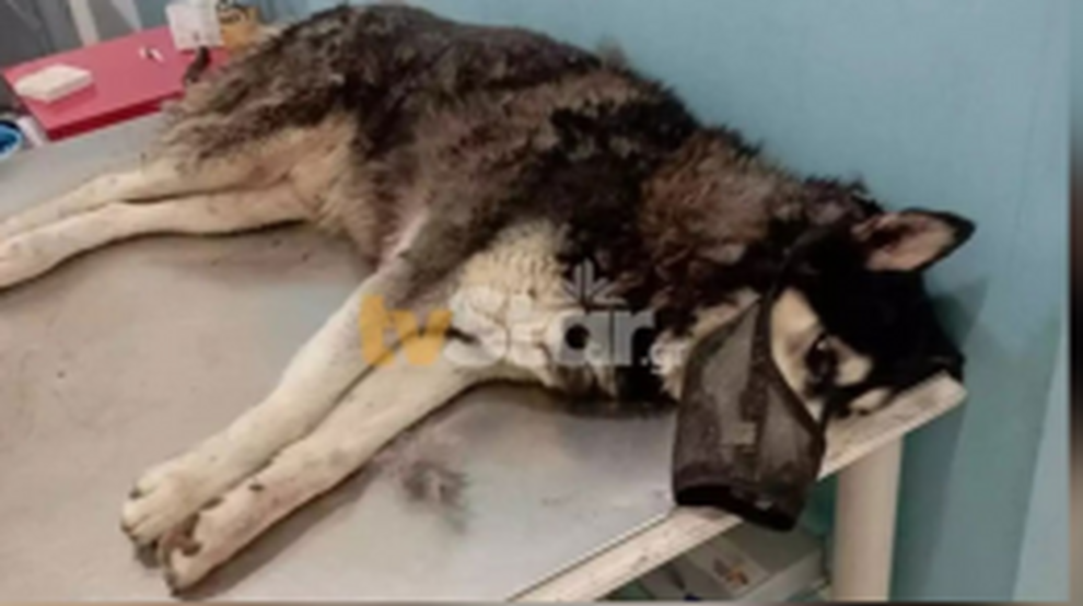 Οργή για τη σεξουαλική κακοποίηση χάσκι μέχρι θανάτου στην Αράχωβα: Ο  σκύλος ήξερε τους δράστες - Ysterografo News
